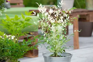 Nandina dom. 'Twilight' - 3 Ltr pot - image 3