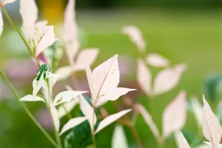 Nandina dom. 'Twilight' - 3 Ltr pot - image 4