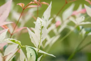 Nandina dom. 'Twilight' - 25-30 CM C2 - image 5