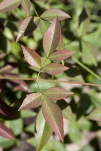 Nandina domestica - C3.5 - image 4