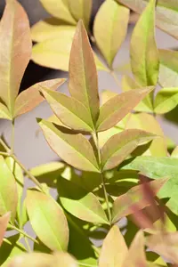 Nandina domestica - C3.5 - image 5