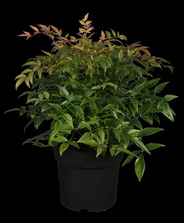 Nandina domestica - 20-30 CM C3 - image 1