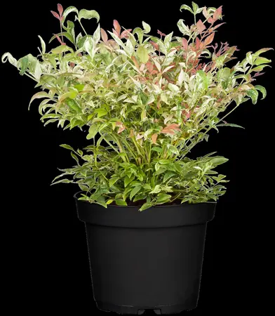 Nandina domestica - 40-60 CM C5 - image 4