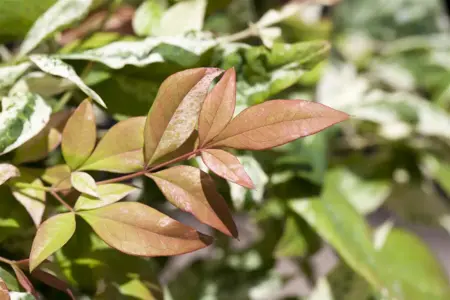 Nandina domestica - 5 Ltr pot - image 5