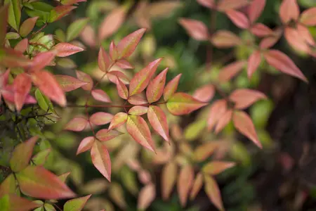 Nandina domestica - 20-30 CM C3 - image 2