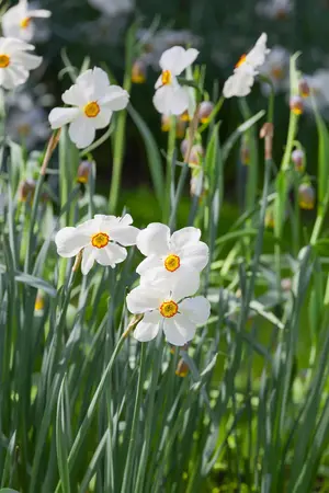 Narcissus 'Actaea' - flower bulb 14/16 - image 1