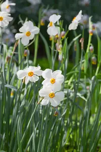 Narcissus 'Actaea'