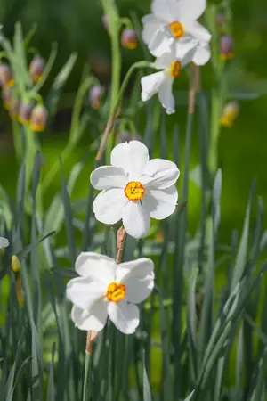 Narcissus 'Actaea' - flower bulb 14/16 - image 2