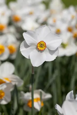 Narcissus 'Actaea' - flower bulb 14/16 - image 4