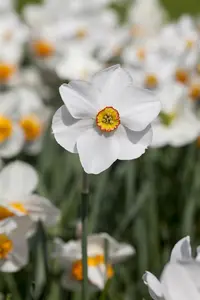 Narcissus 'Actaea' - flower bulb 14/16 - image 4