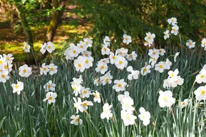 Narcissus 'Actaea' - flower bulb 14/16 - image 3