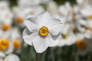 Narcissus 'Actaea' - flower bulb 14/16 - image 5