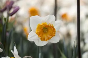 Narcissus 'Barrett Browning' - flower bulb 14/16 - image 2