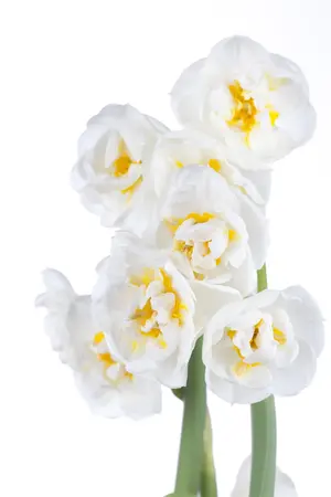 Narcissus 'Bridal Crown' - P12 - image 2