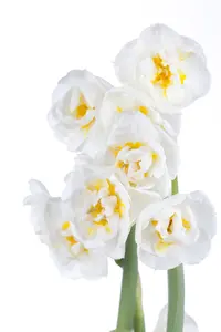 Narcissus 'Bridal Crown' - P12 - image 2