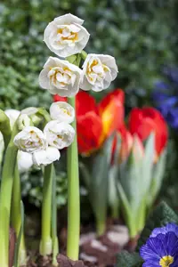 Narcissus 'Bridal Crown' - P12 - image 5