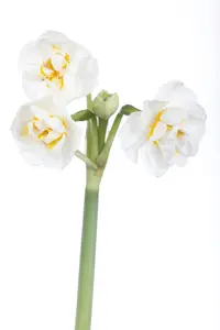 Narcissus 'Bridal Crown' - flower bulb 14/16 - image 5