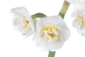 Narcissus 'Bridal Crown' - P12 - image 3