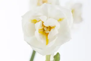 Narcissus 'Bridal Crown' - P12 - image 4
