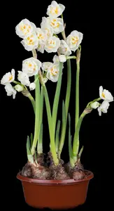 Narcissus 'Bridal Crown' - P12 - image 1
