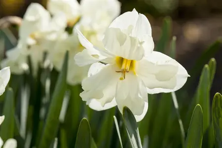 Narcissus 'Cassata' - flower bulb 14/16 - image 2