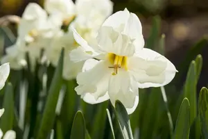 Narcissus 'Cassata' - flower bulb 14/16 - image 2