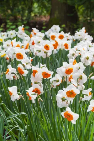Narcissus 'Color Run' - flower bulb 14/16 - image 5