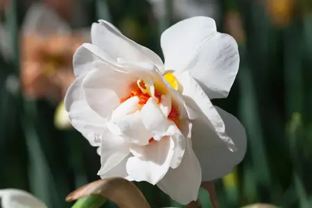 Narcissus 'Color Run' - flower bulb 14/16 - image 1