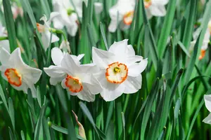 Narcissus 'Color Run' - flower bulb 14/16 - image 3
