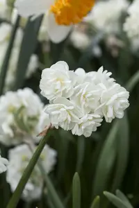 Narcissus 'Erlicheer' (Paperwhite) - flower bulb 14/16 - image 2