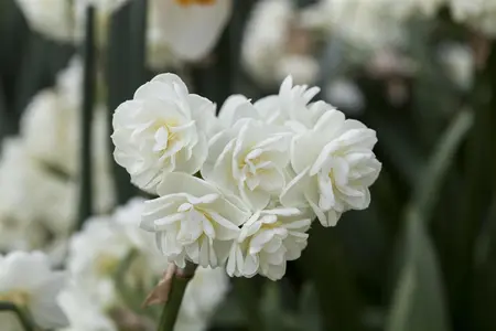 Narcissus 'Erlicheer' (Paperwhite) - flower bulb 14/16 - image 1