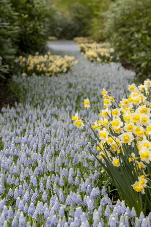 Narcissus 'Golden Echo' - flower bulb 12/14