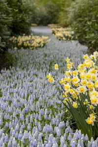 Narcissus 'Golden Echo'