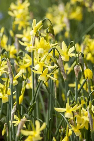 Narcissus 'Hawera' - flower bulb 12/14 - image 3