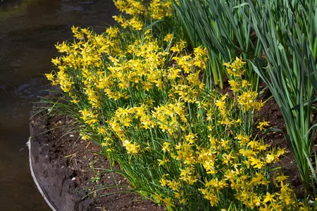 Narcissus 'Hawera' - flower bulb 12/14 - image 2