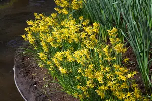 Narcissus 'Hawera' - flower bulb 12/14 - image 2