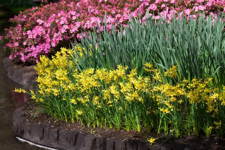 Narcissus 'Hawera' - flower bulb 12/14 - image 1