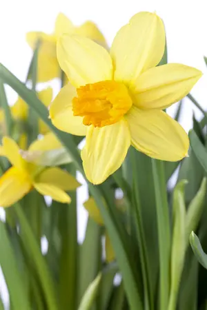 Narcissus 'Jetfire' - flower bulb 12/14
