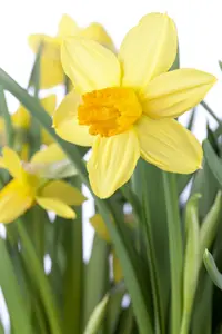 Narcissus 'Jetfire'