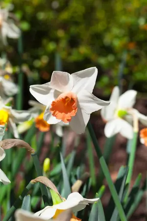 Narcissus 'Las Vegas' - flower bulb 14/16 - image 1
