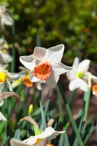 Narcissus 'Las Vegas'