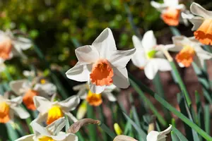 Narcissus 'Las Vegas' - flower bulb 14/16 - image 2