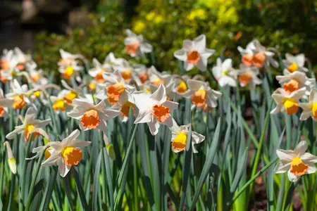 Narcissus 'Las Vegas' - flower bulb 14/16 - image 3