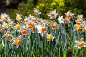 Narcissus 'Las Vegas' - flower bulb 14/16 - image 3