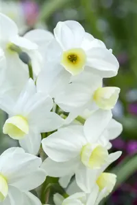 Narcissus 'Minnow'