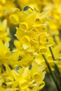 Narcissus 'Moonlight Sensation' - P9 - image 2