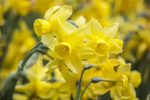 Narcissus 'Moonlight Sensation'