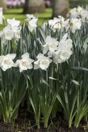 Narcissus 'Mount Hood' - flower bulb 14/16 - image 2