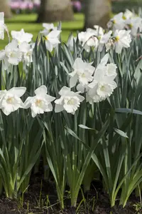 Narcissus 'Mount Hood' - flower bulb 14/16 - image 2