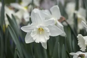 Narcissus 'Mount Hood'
